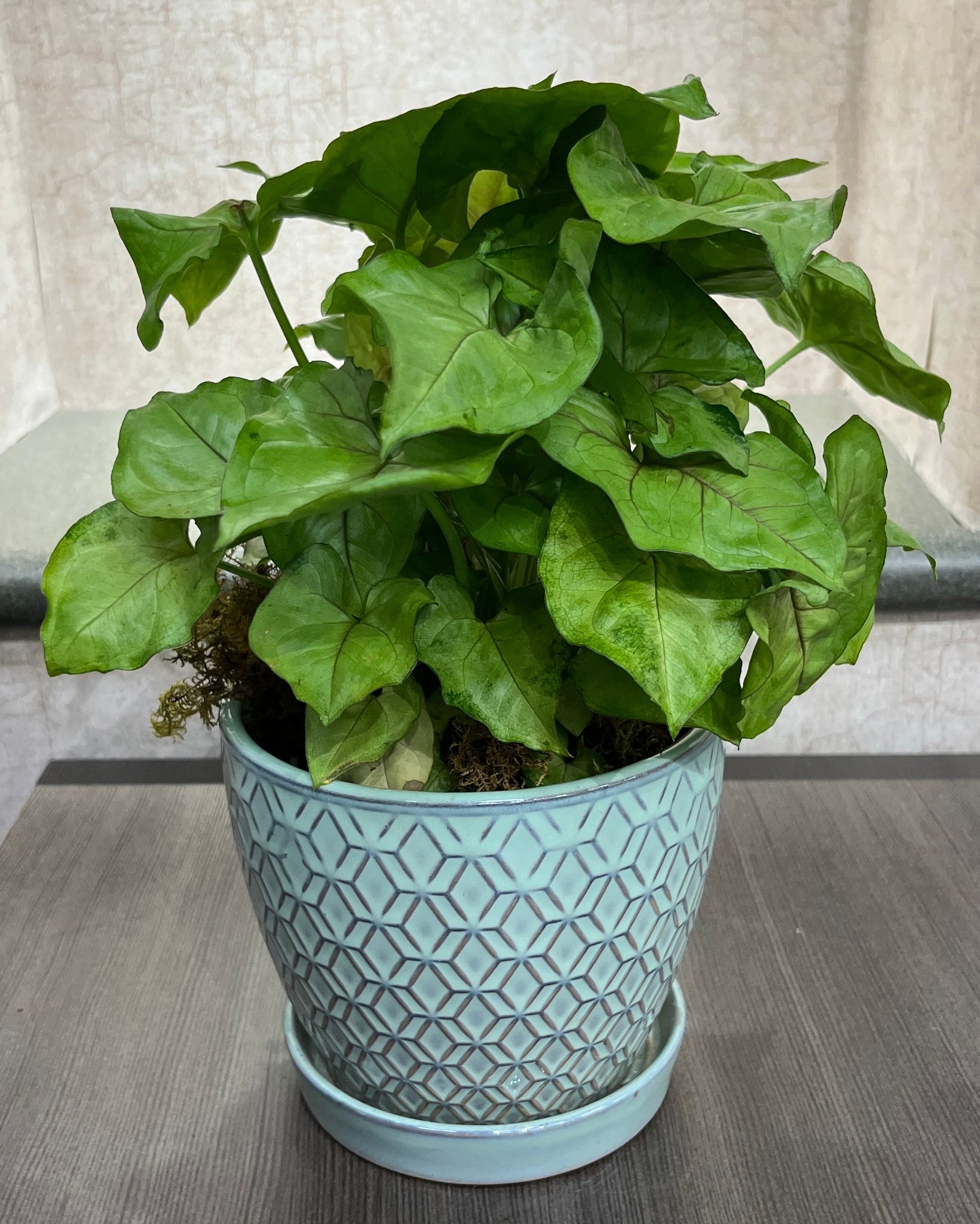 $30 Green Plant