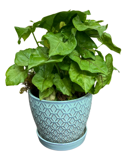 $35 Green Plant